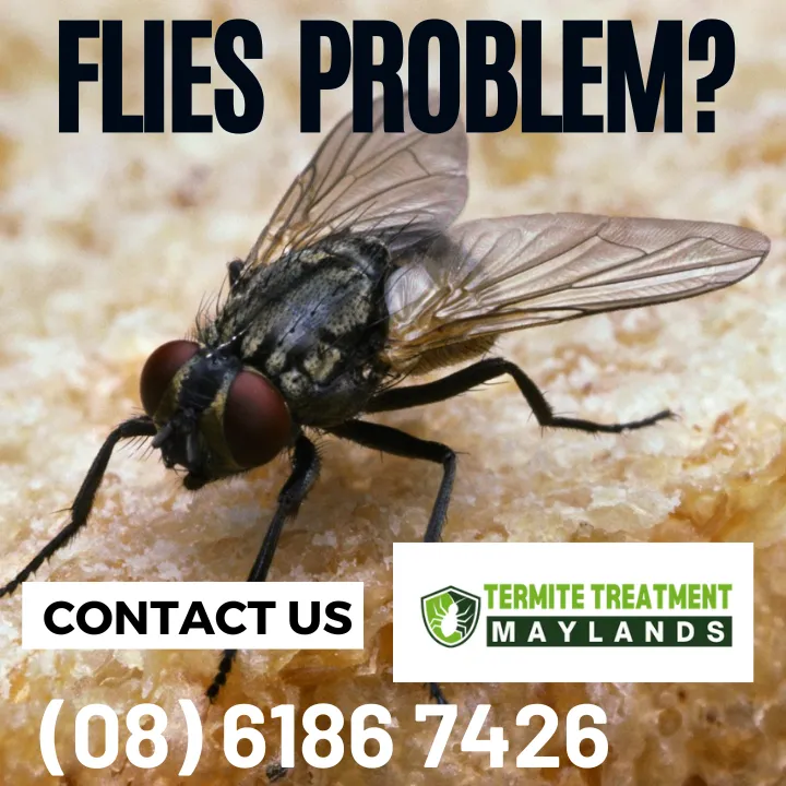 identify-rice-like-pests