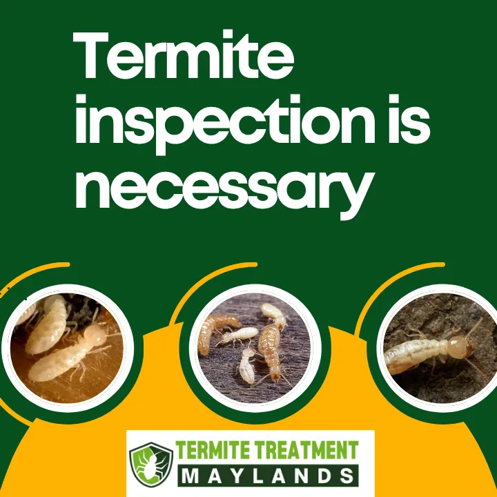 termite-inspection-frequency-perth