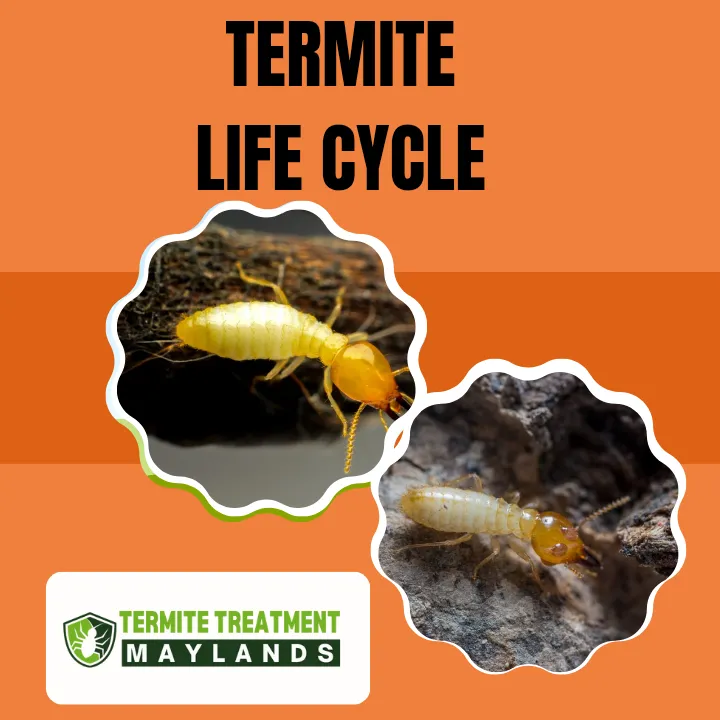Termite life cycle stages from egg to adult showing lifespan.