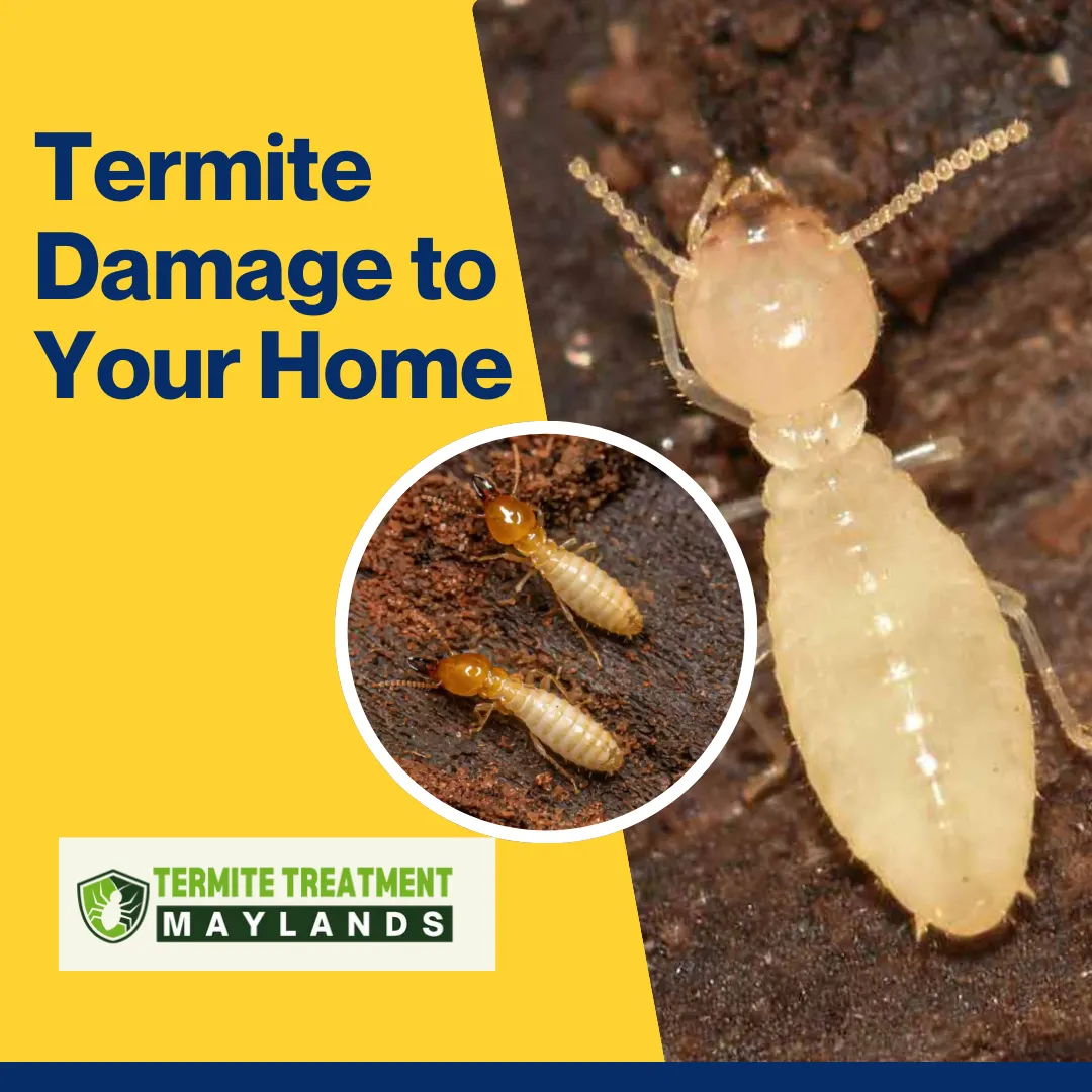 Termites causing structural damage to a home, showing the importance of termite control.