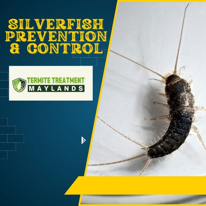 Silverfish prevention and professional pest control methods.