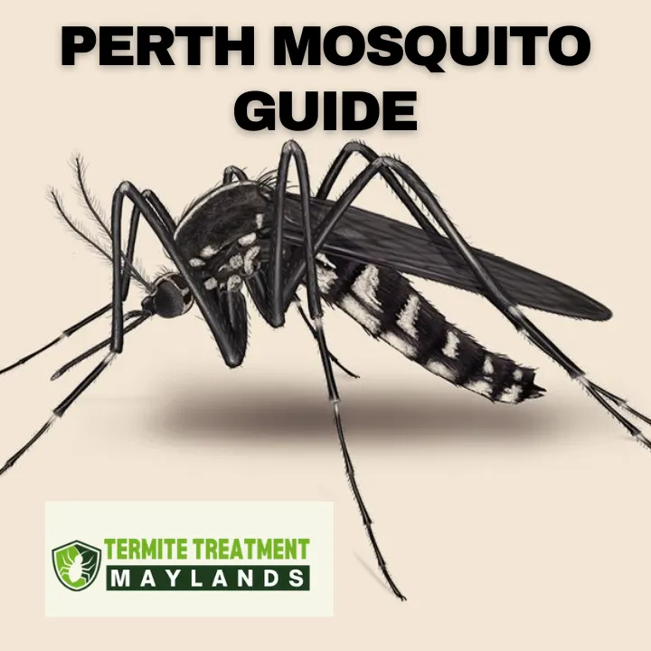 Mosquito resting on human skin, representing mosquito activity in Perth.
