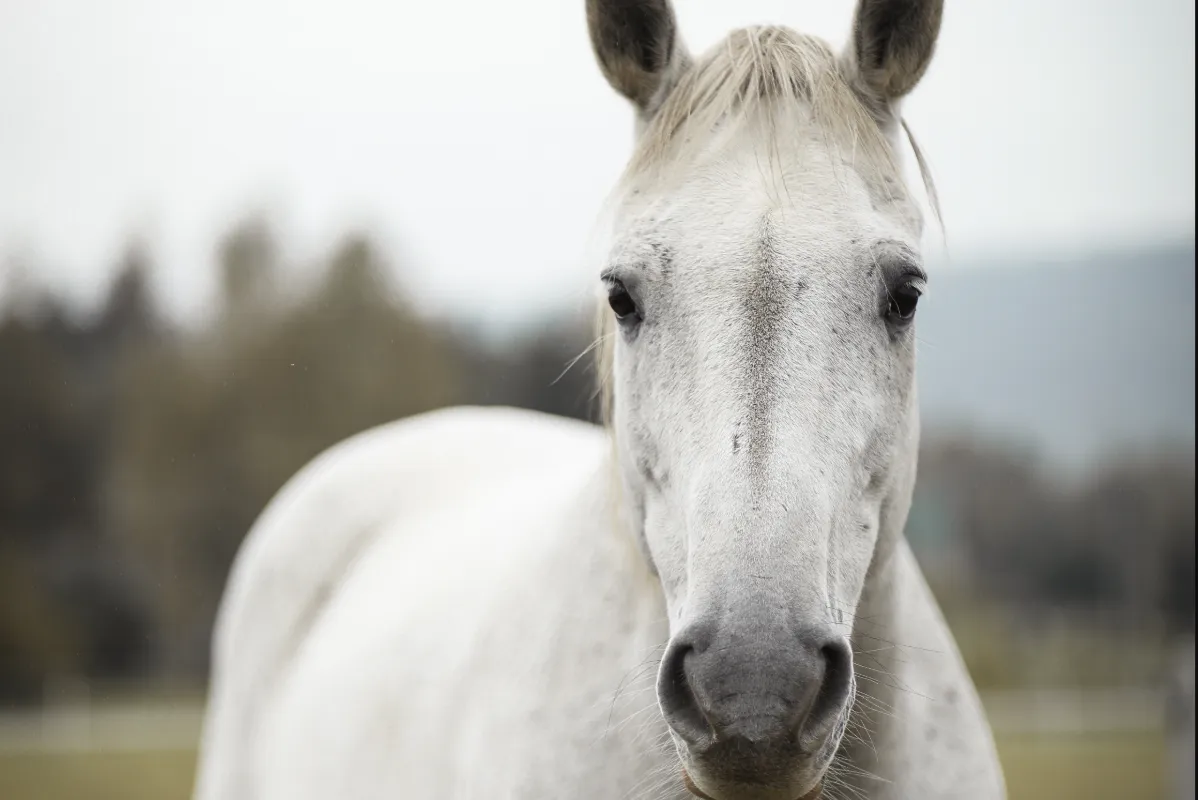 When Pressure Becomes Manipulation: The Link Between Horse Training, Narcissism & Learned Helplessness