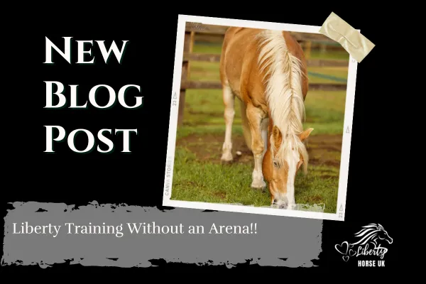 Horse grazing in field