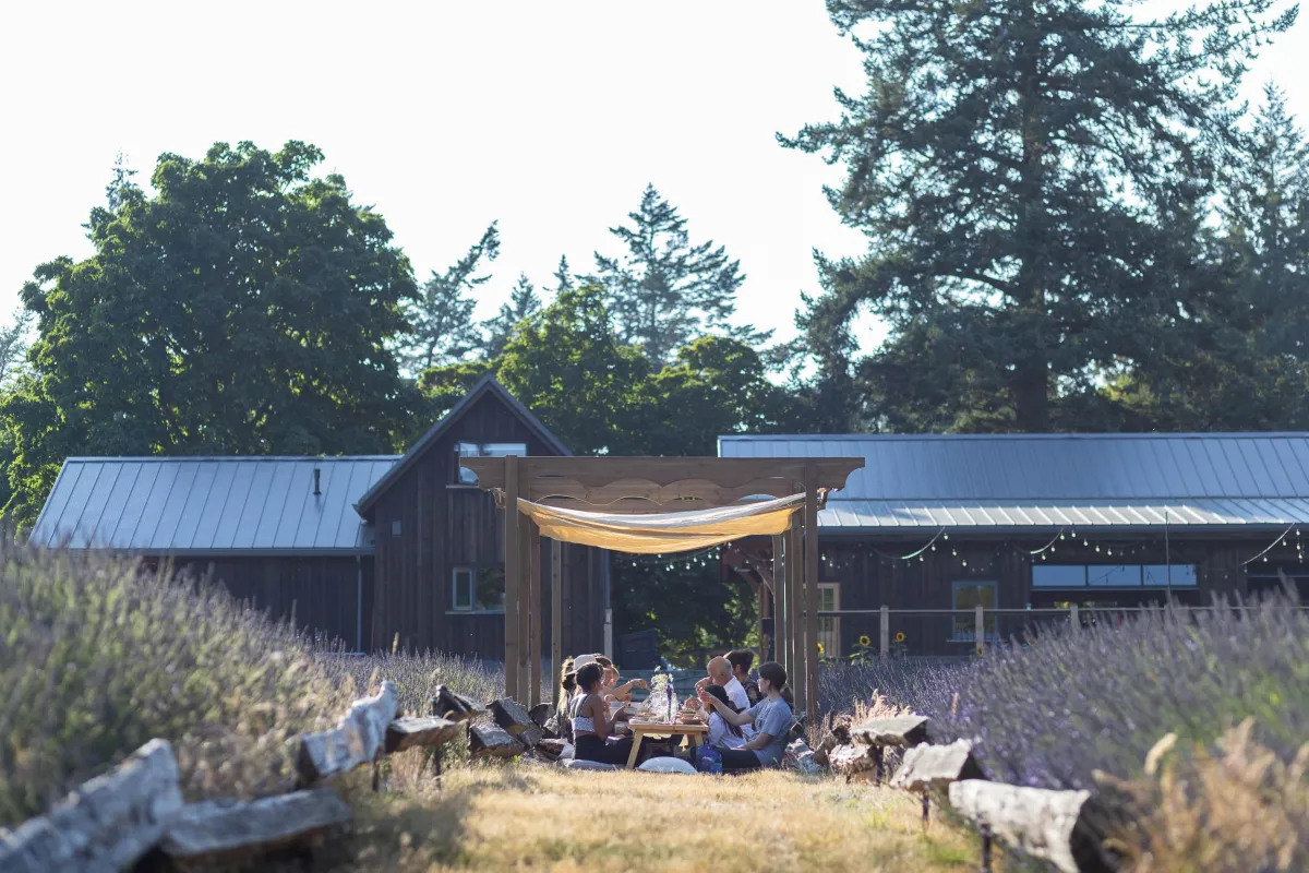 Boho picnic at Bilston Creek Farm between the lavender plants