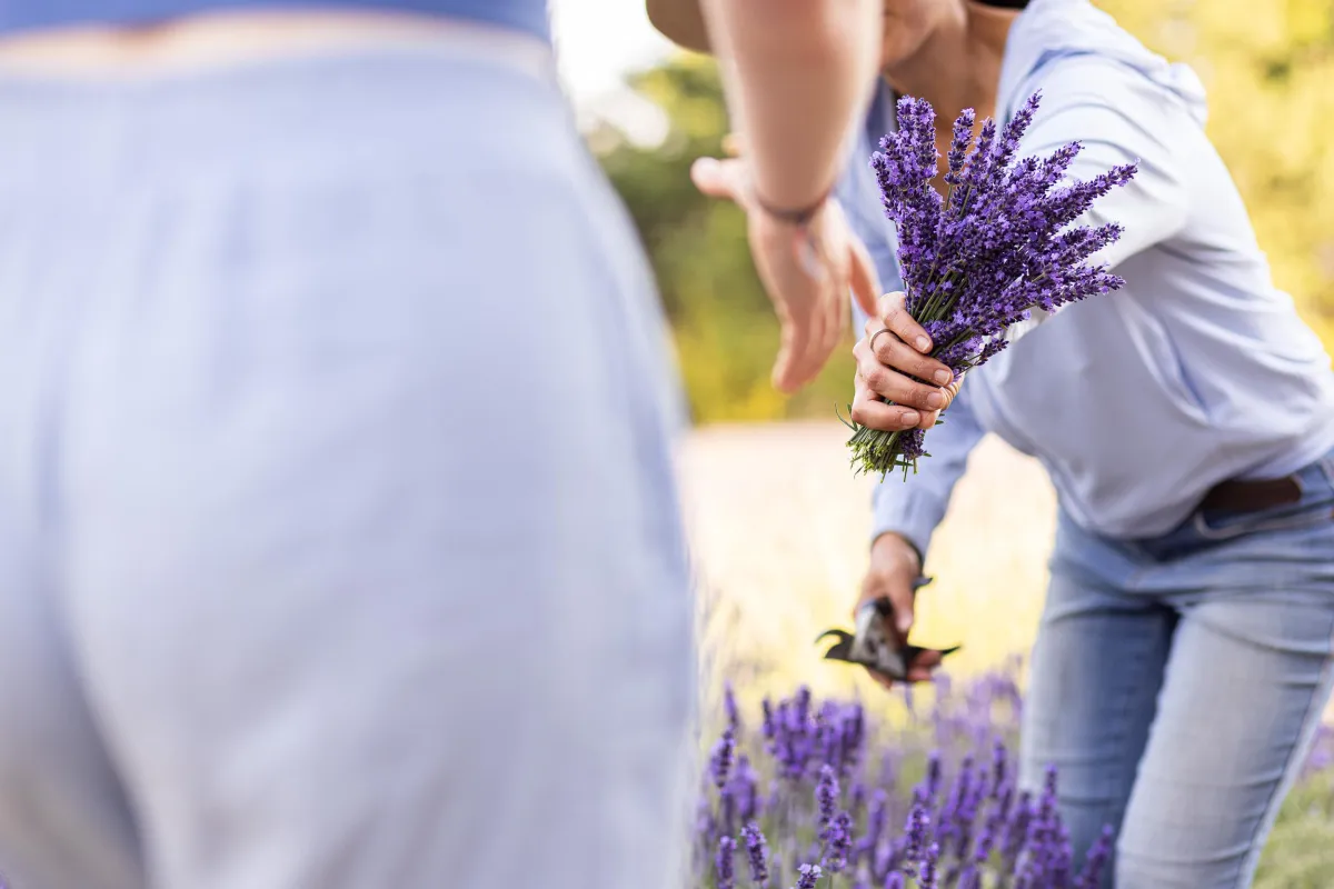Cutting fresh lavender in the field at Bilston Creek Farm in Metchosin BC
