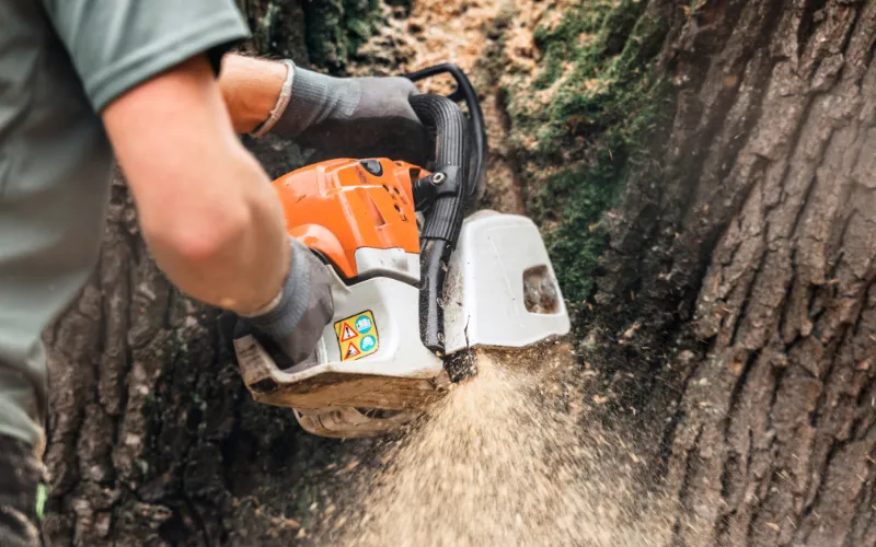 Boise tree services