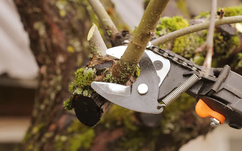 Pruning a tree boise