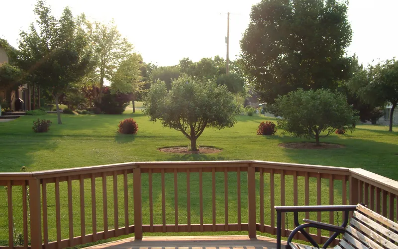 Beautiful tree care services