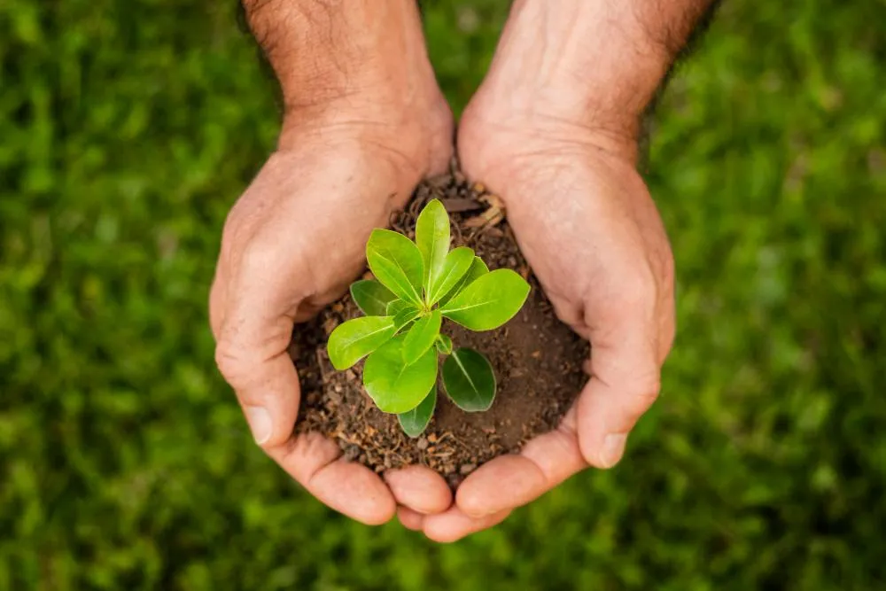 Two hands holding a small green plant with soil, set against a grassy background—symbolizing growth, care, and environmental renewal.