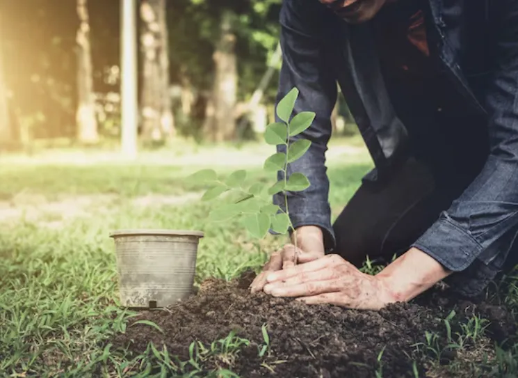 Person kneeling on grass and planting a young tree sapling into freshly dug soil, with a small empty pot nearby and sunlight filtering through trees in the background.