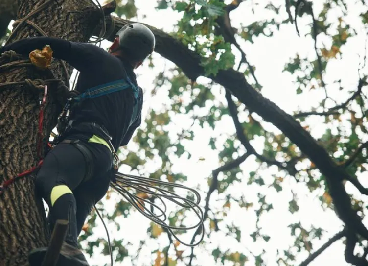 Man cabling a tree