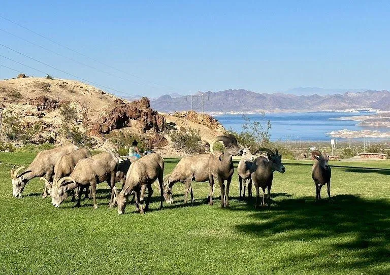 Bighorn Sheep in Boulder City