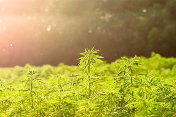 Hemp plants growing in a sunlit field, representing the history of hemp cultivation
