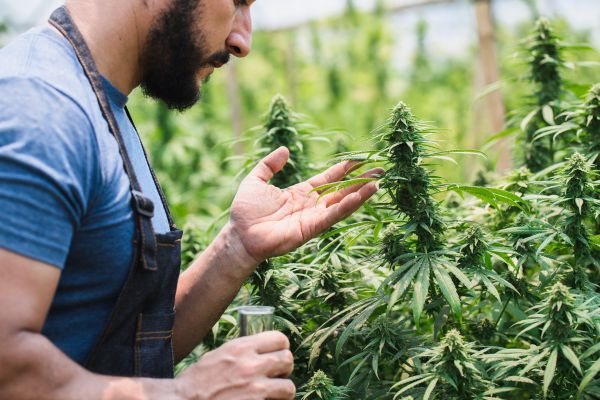 Cannabis cultivator inspecting healthy plants grown under regulated conditions in Vermont