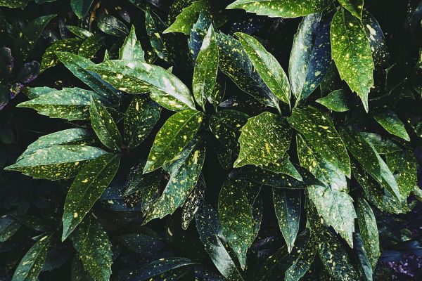 Close-up of green plant leaves representing natural terpenes found in cannabis and other aromatic plants