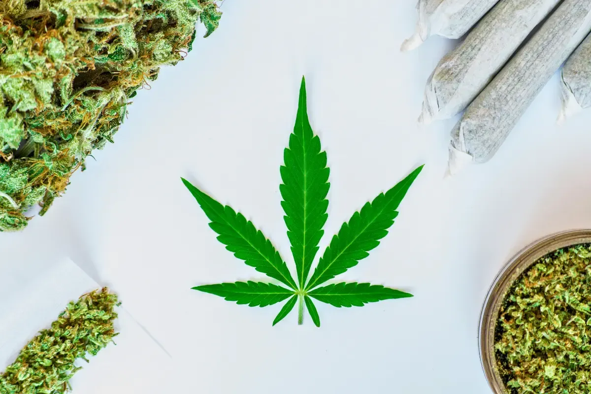 The Ultimate Guide to Buying Cannabis in Brattleboro, Vermont