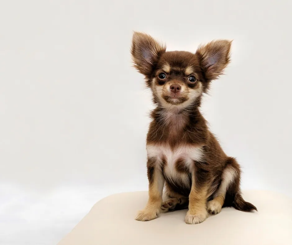 Puppy Blues