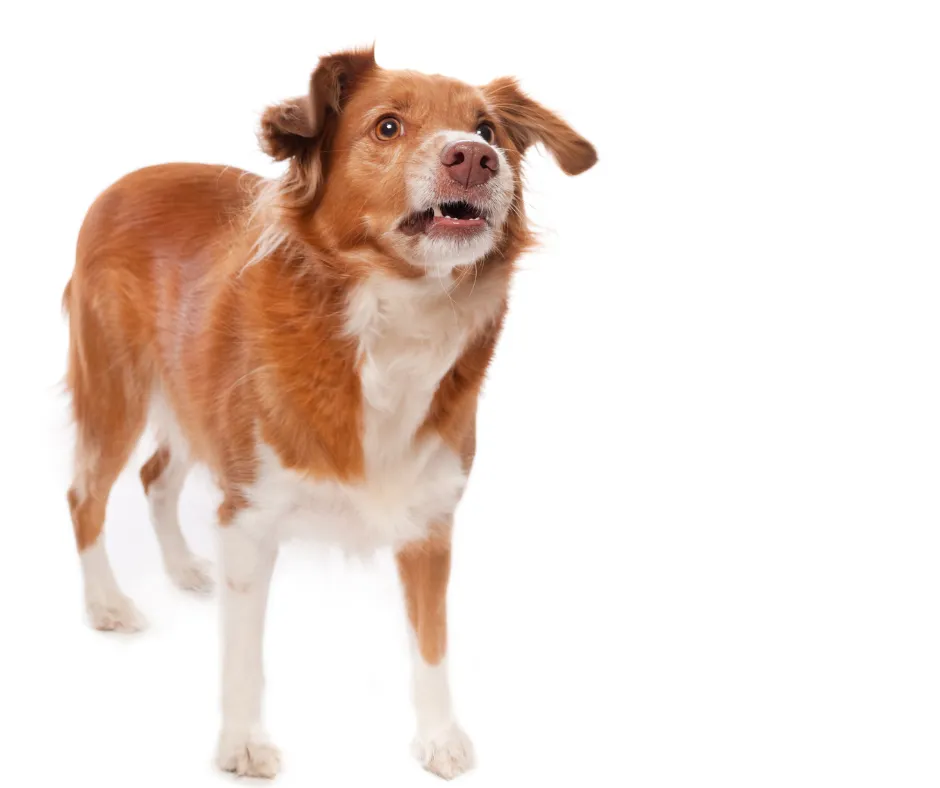 Why is my dog hard work?