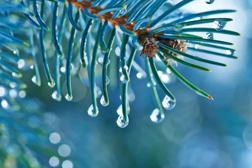 Water droplets hang from a branch of pine needles
