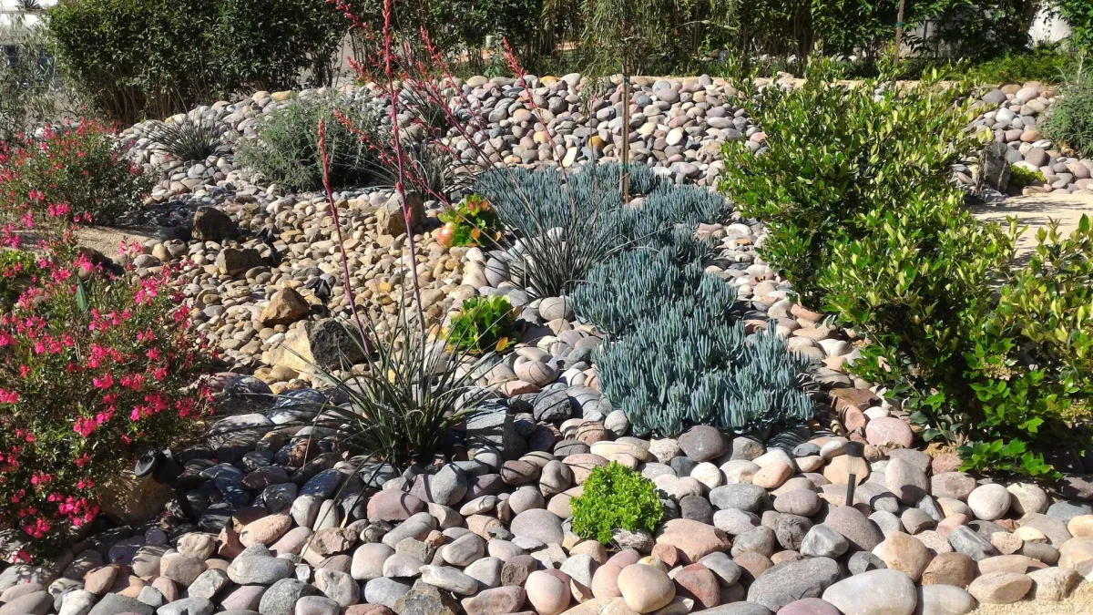 Photo Of A Xeriscaped Lawn