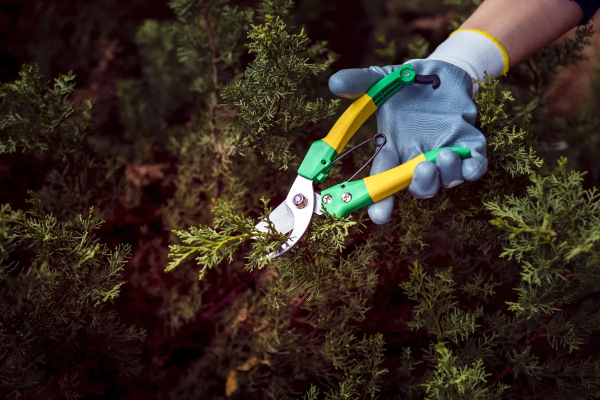 How Lawn & Ornamental Pest Control Enhances Landscape Health in Southwest Florida