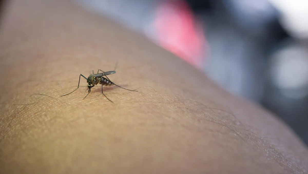 Mosquito and Flea Control Tips for Southwest Florida Yards | Local Experts