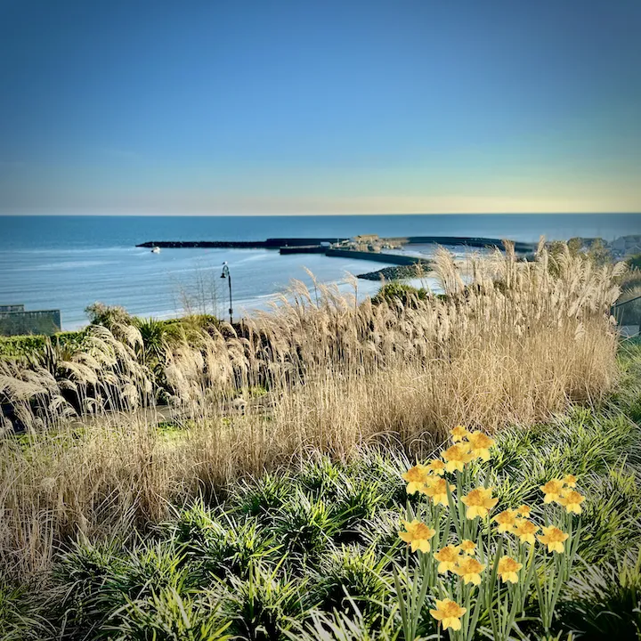 View of Lyme Regis Cobb from Langmoor and Lister gardens in early spring