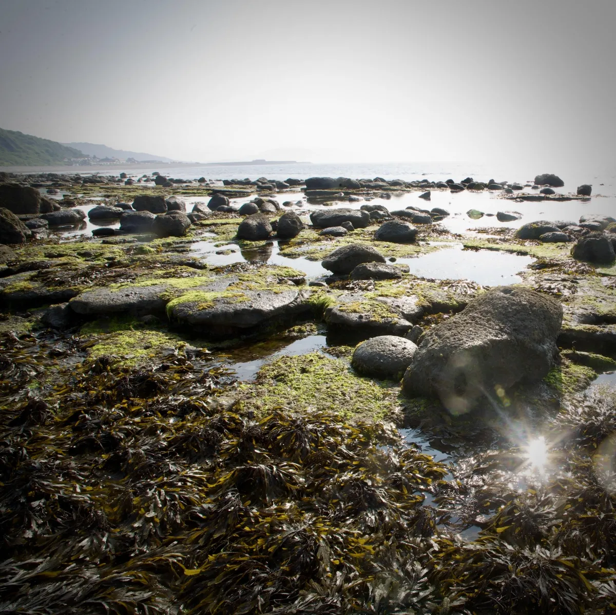 From Clifftops to Tidepools in Lyme Regis Charmouth beach fossil jurassic coast