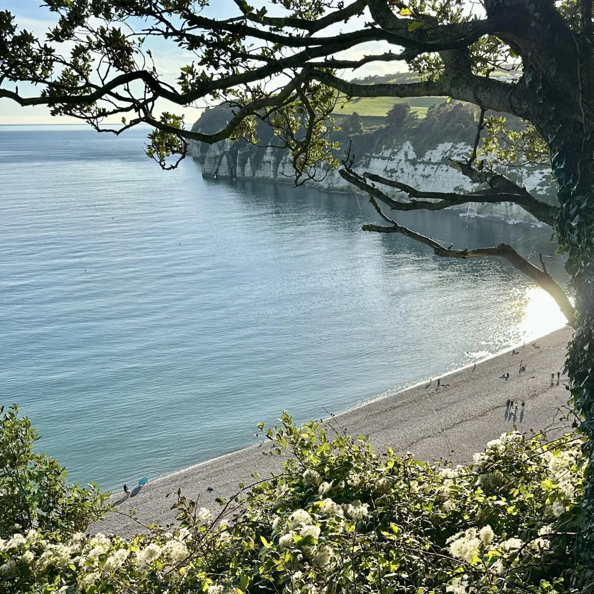 View of Beer Beach in Devon framed by tree branches, showing calm blue waters, chalk cliffs, and people walking along the pebbled shoreline on a sunny day