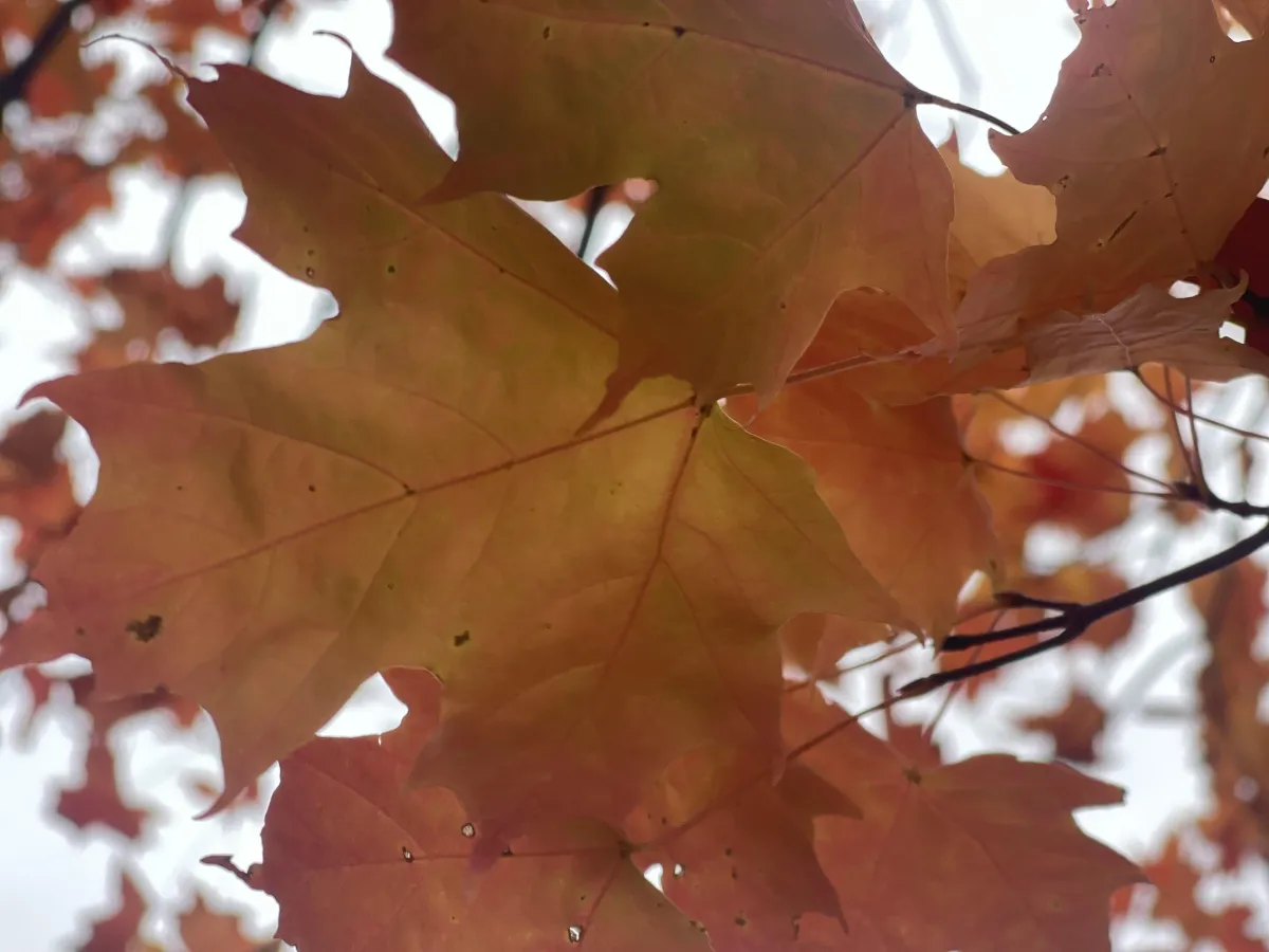 Selfish September: Relax, Recharge, Rejuvenate