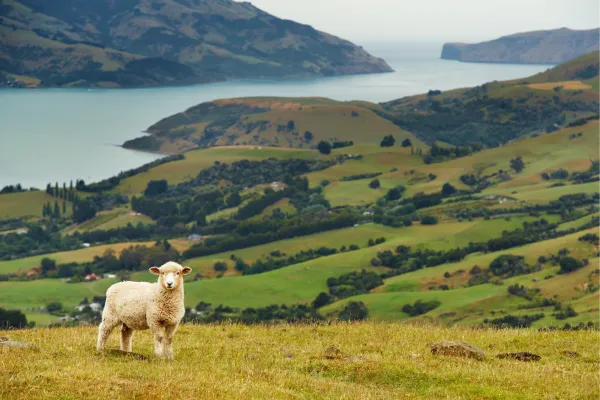 new zealand