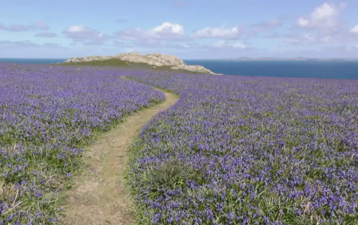Photo: A costal path in Cornwall, UK