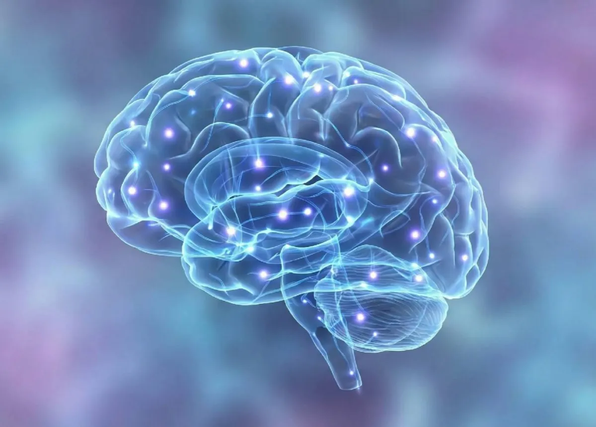 Brain neural network activity