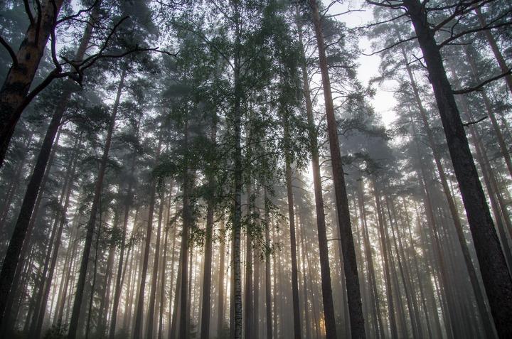 trees