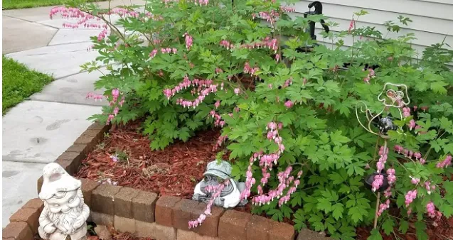 Bleeding Hearts