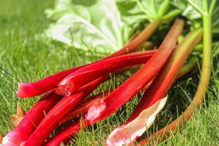 rhubarb