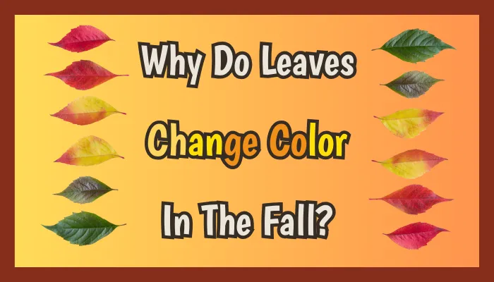 Why Do Leaves Change Color In The Fall