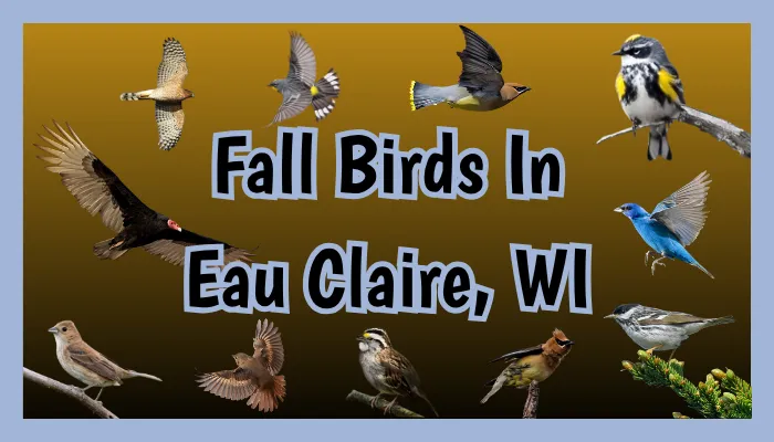 Fall Birds in Eau Claire, WI