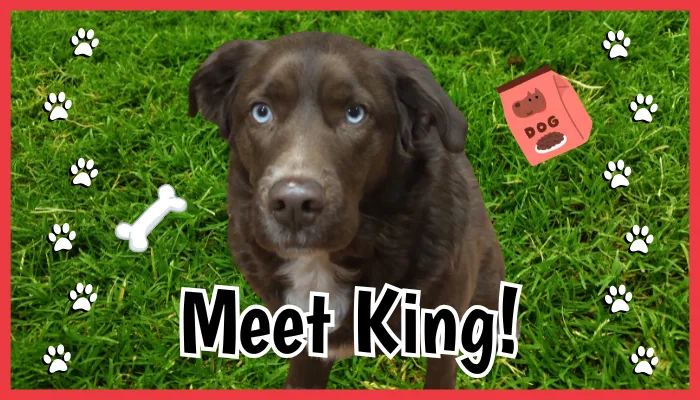 King, Pet of the Month, January 2026