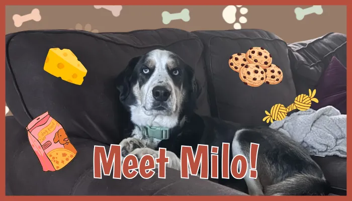 King, Pet of the Month, January 2026