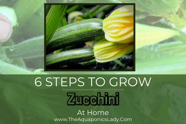 growing zucchini in pots