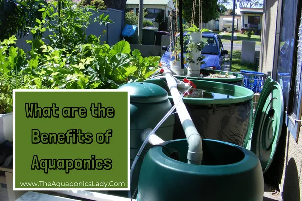 the benefits of home aquaponics