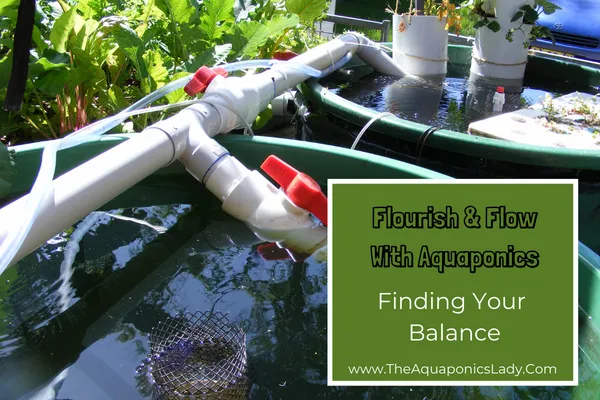 Find your balance with aquaponics