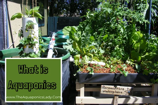 What is Aquaponics