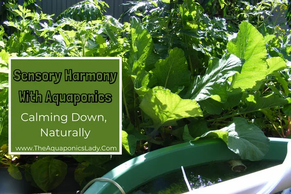 learning how to calm your senses with aquaponics