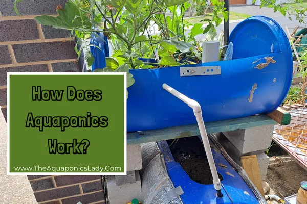 How Does Aquaponics Work? | Learn Aquaponics