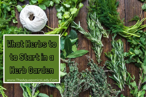 What Herbs to Start in a Herb Garden