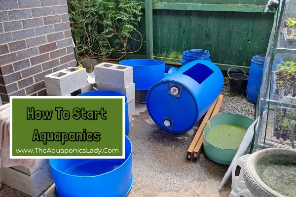 How To Start Aquaponics