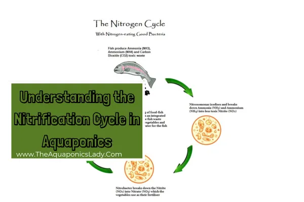 Nitrification Cycle in Aquaponics